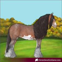 Horse Color:White Spotted Bay Sabino Frame