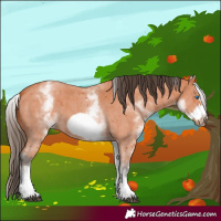 Horse Color:White Spotted Bay Sabino Frame 