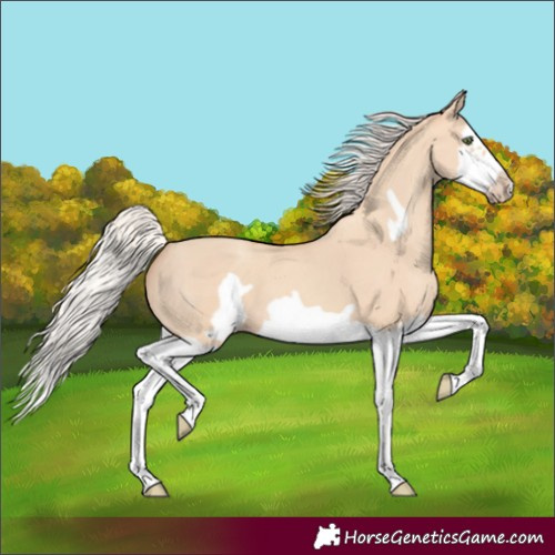 Horse Color:Silver Classic Champagne Dun Splash Frame 