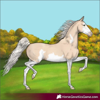 Horse Color:Silver Classic Champagne Dun Splash Frame