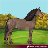 Horse Color:Liver Red Dun Rabicano