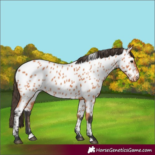 Horse Color:Bay Appaloosa 