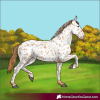 Horse Color:Chestnut Near Leopard 