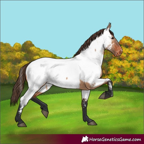Horse Color:Bay Dun Appaloosa 