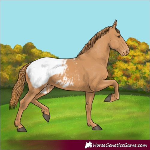 Horse Color:Chestnut Appaloosa 