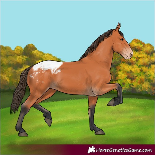 Horse Color:Unknown 