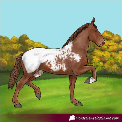 Horse Color:Chestnut Appaloosa 