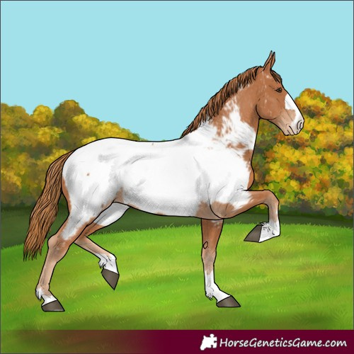 Horse Color:Chestnut Appaloosa 