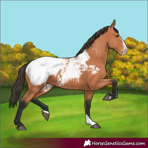 Horse Color:Bay Splash Appaloosa 