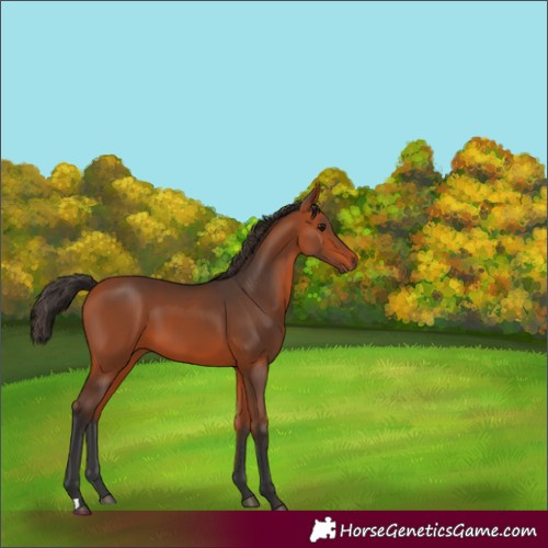 Horse Color:Unknown 