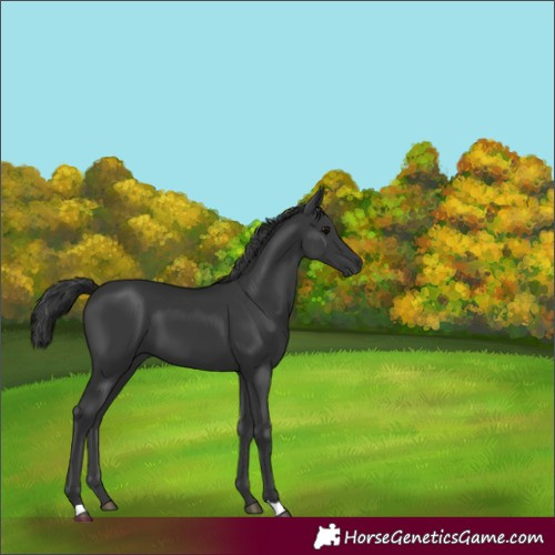 Horse Color:Unknown 