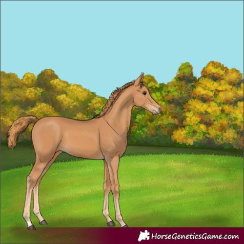 Horse Color:Unknown 