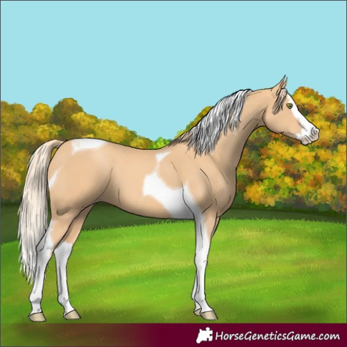 Horse Color:Gold Champagne Splash Tobiano 