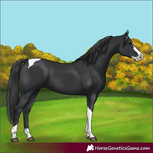 Horse Color:Black Splash Tobiano 
