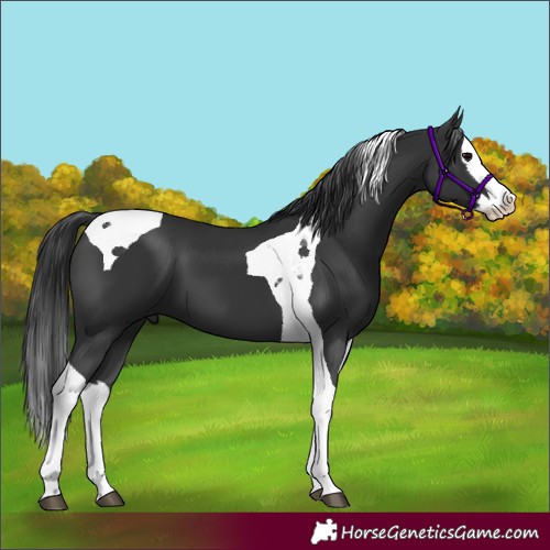 Horse Color:Black Splash Tobiano 