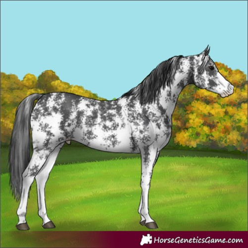 Horse Color:Black Sabino Rabicano 