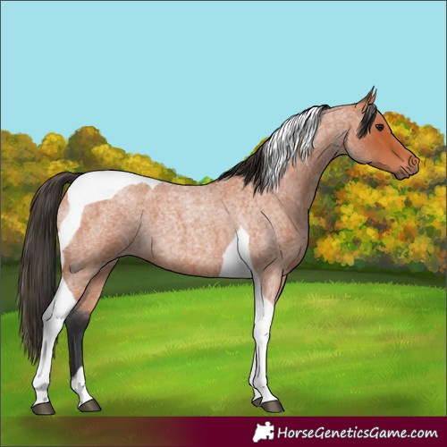 Horse Color:Bay Roan Tobiano 