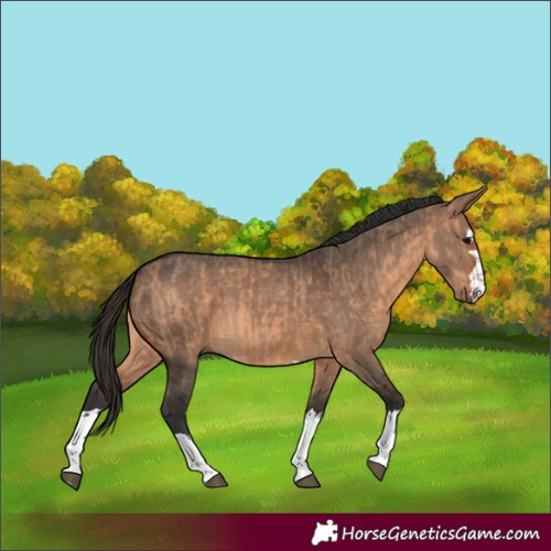 Horse Color:Bay Dun and Brown Dun