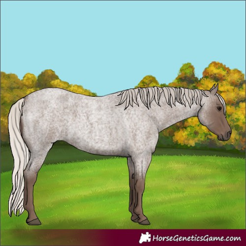 Horse Color:Silver Blue Roan