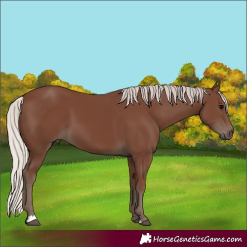 Horse Color:Silver Black