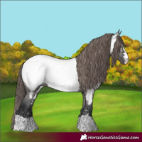 Horse Color:Grullo Appaloosa 