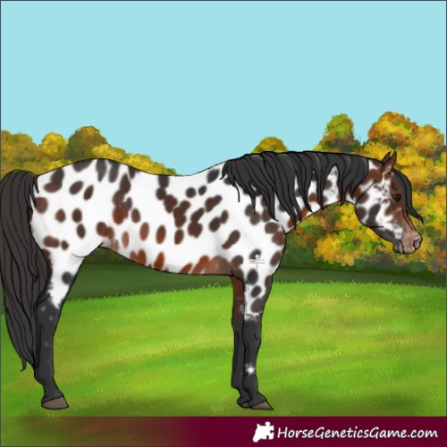 Horse Color:Brown Appaloosa 