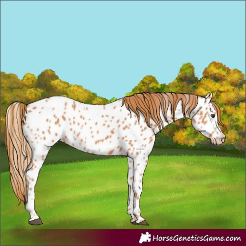 Horse Color:Chestnut Appaloosa 