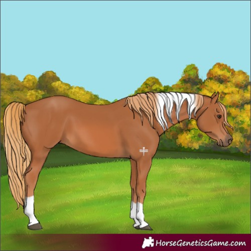 Horse Color:Chestnut Tobiano 