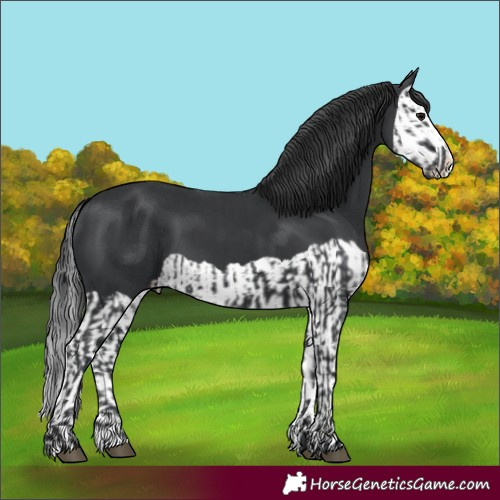 Horse Color:Unknown 