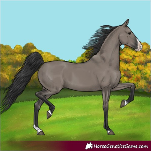 Horse Color:Grullo Splash 