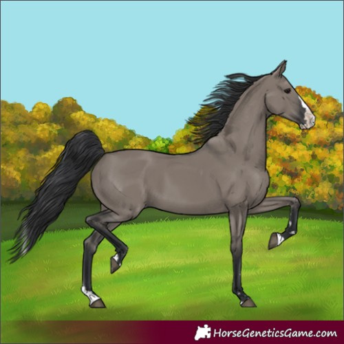 Horse Color:Grullo Splash 