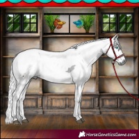 Horse Color:Black Merle