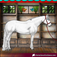 Horse Color:Black Merle 