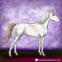 Horse Color:Chestnut Near Leopard