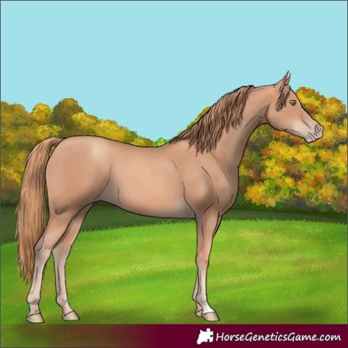 Horse Color:Unknown 