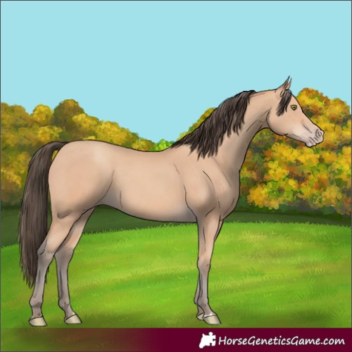 Horse Color:Unknown 