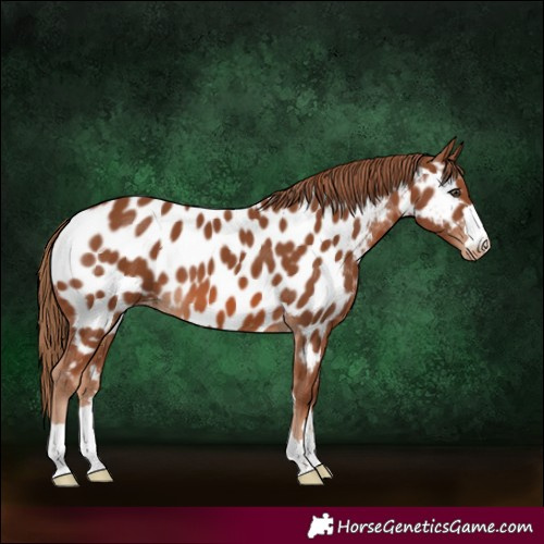 Horse Color:Chestnut Appaloosa 