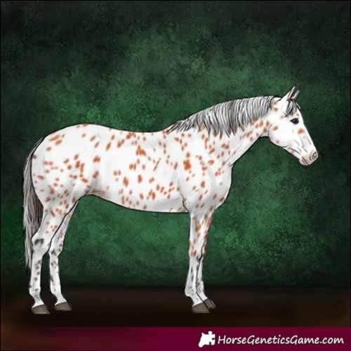 Horse Color:Bay Leopard 