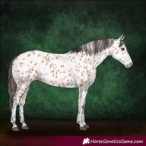 Horse Color:Bay Appaloosa 