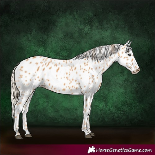 Horse Color:Chestnut Appaloosa 