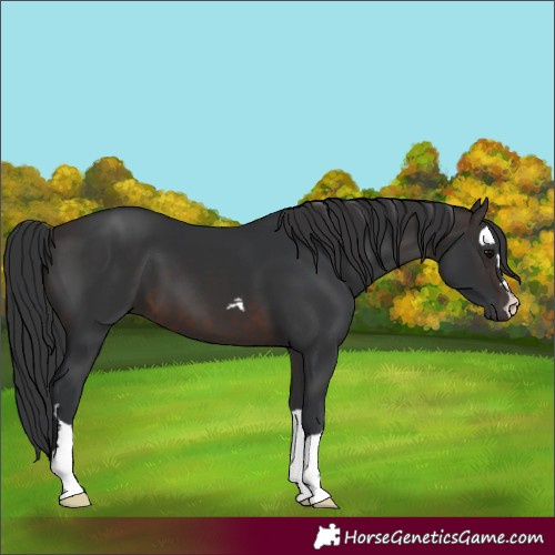 Horse Color:Brown 