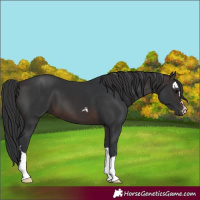 Horse Color:Brown 