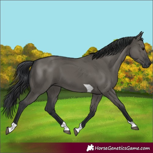Horse Color:Grullo Tobiano