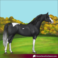 Horse Color:Black Splash Tobiano 
