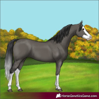 Horse Color:Grullo Splash 