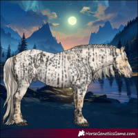Horse Color:Black Merle and Gold Cream Champagne Roan Splash