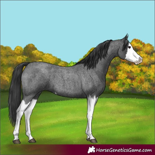 Horse Color:Unknown