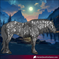 Horse Color:Black Merle Appaloosa and Black Merle