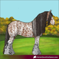 Horse Color:Brown Sabino Rabicano  and Sable Champagne Sabino Rabicano 