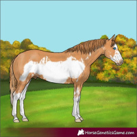 Horse Color:Chestnut Splash Frame  and Chestnut Splash Frame 